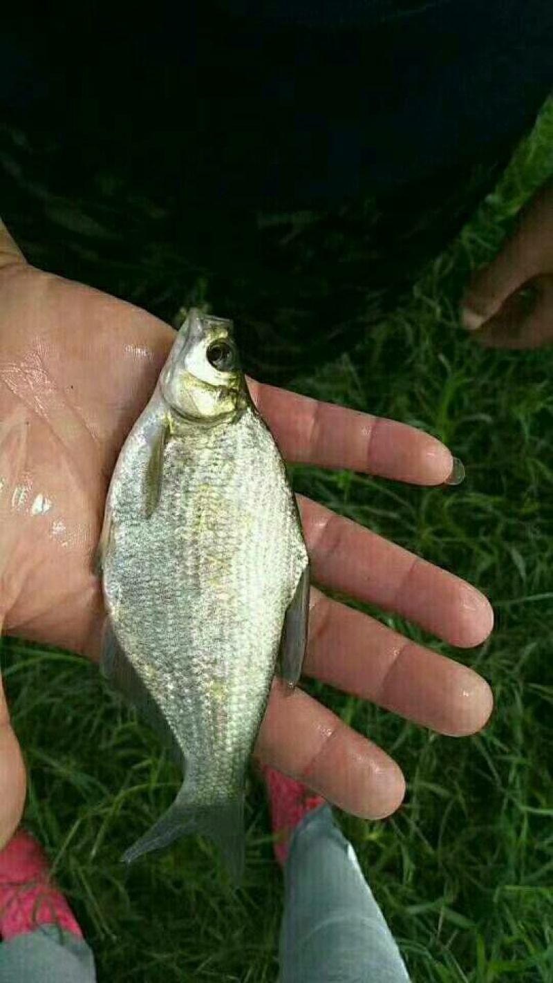 鳊鱼10~25cm鱼苗活鱼