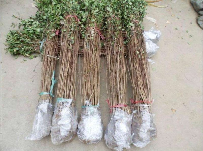 红花紫薇速生紫薇红火箭紫薇