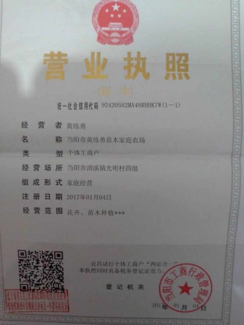 红花紫薇速生紫薇红火箭紫薇