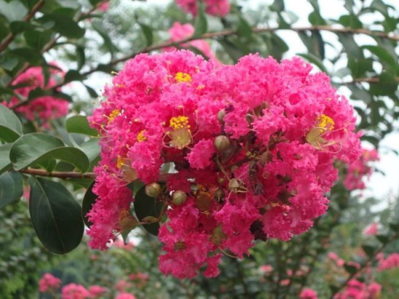 红花紫薇速生紫薇红火箭紫薇
