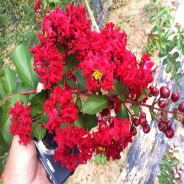 红花紫薇速生紫薇红火箭紫薇