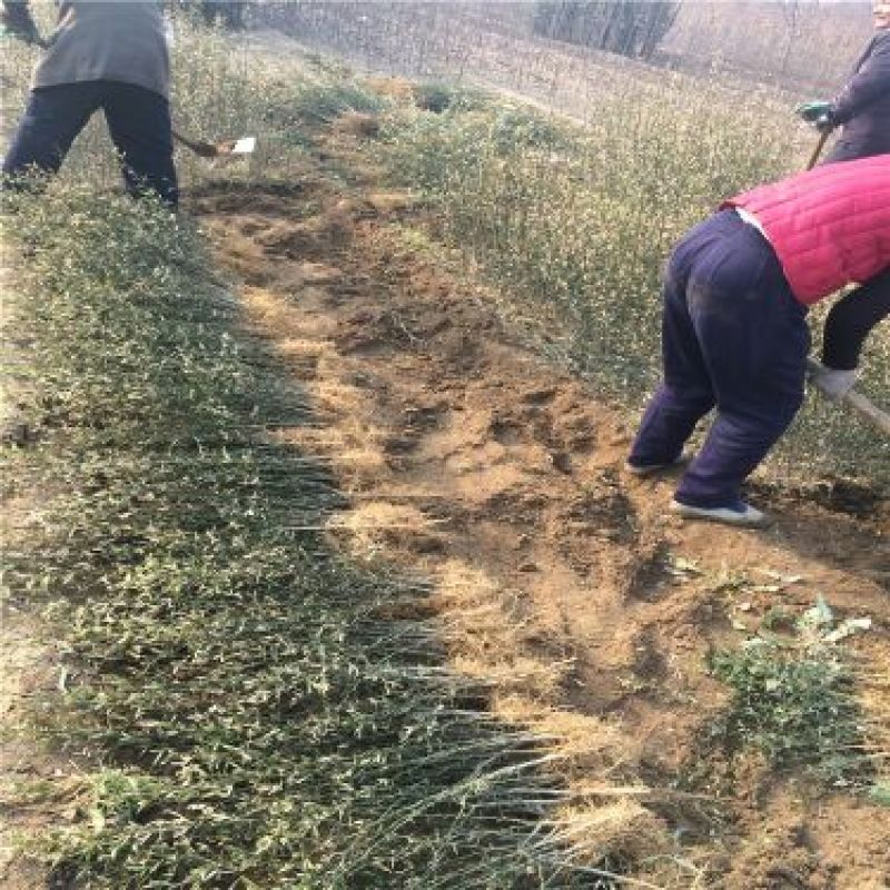 枸橘苗基地批发价格现起现发枳壳苗批发