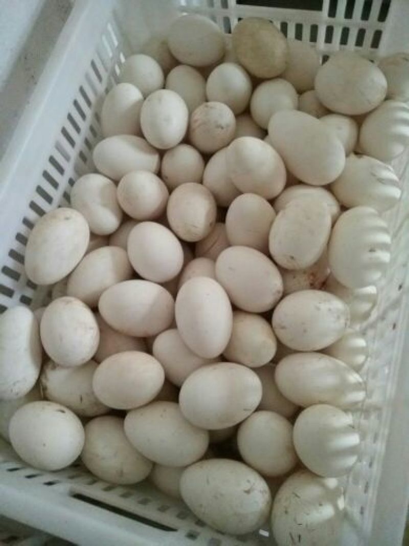 【鹅蛋】新鲜鹅蛋土鹅蛋孕妇去胎毒批发食用一件代发