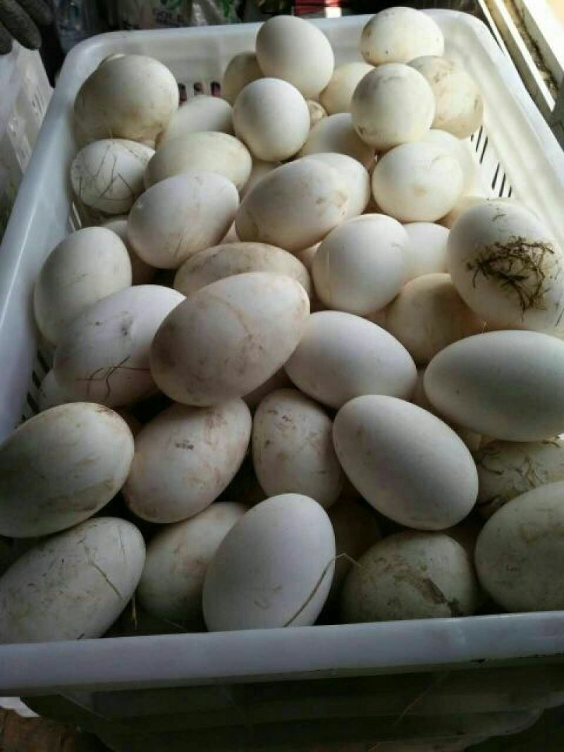 【鹅蛋】新鲜鹅蛋土鹅蛋孕妇去胎毒批发食用一件代发