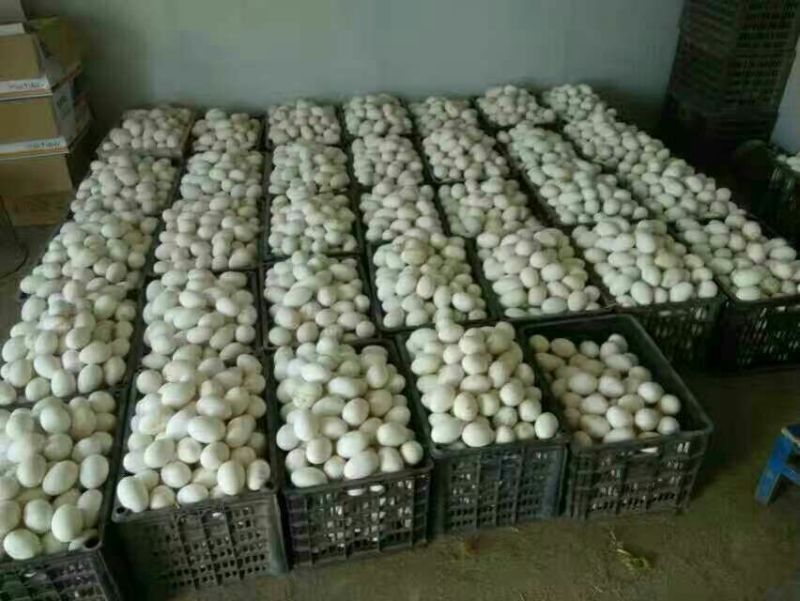 【鹅蛋】新鲜鹅蛋土鹅蛋孕妇去胎毒批发食用一件代发