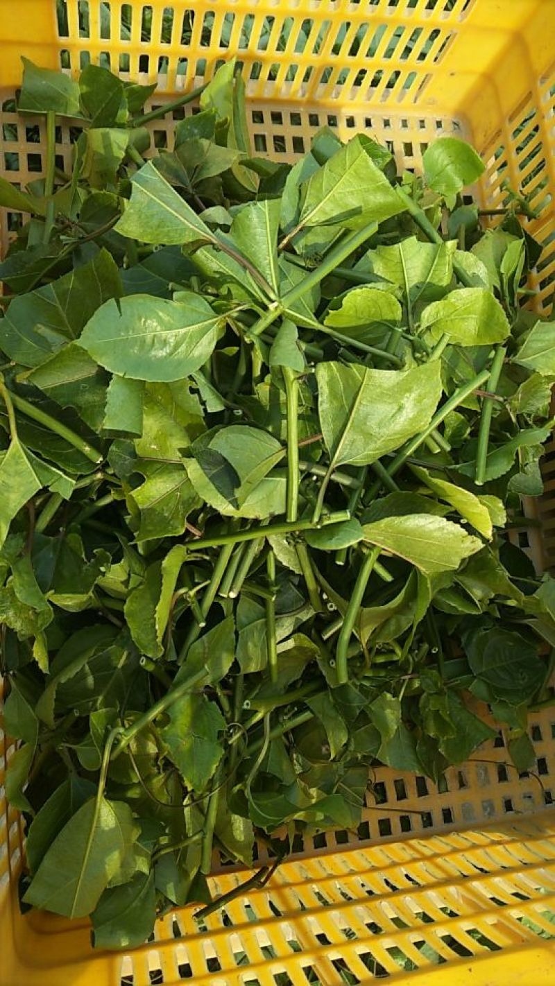 黄金百香果苗20~30cm