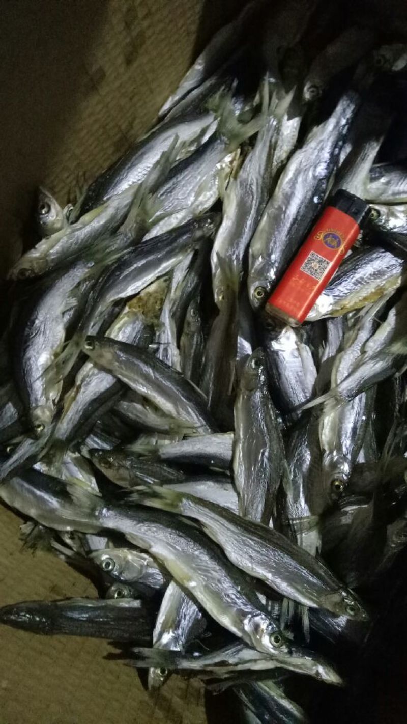 尖头鱼