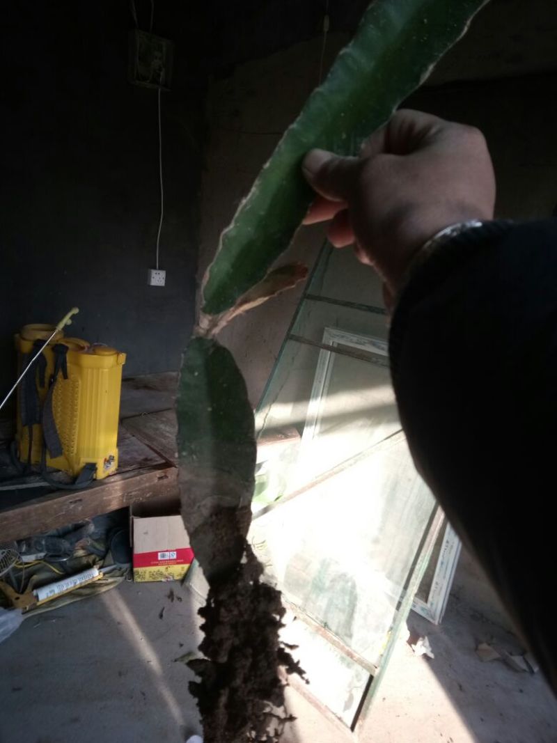 红心火龙果苗50-80公分大规格