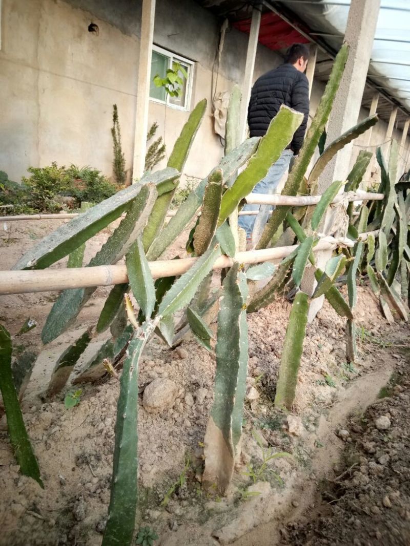 红心火龙果苗50-80公分大规格