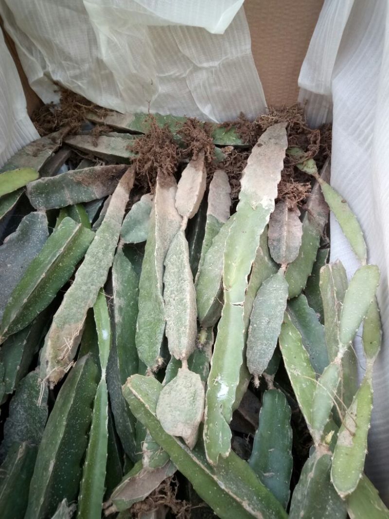 红心火龙果苗50-80公分大规格