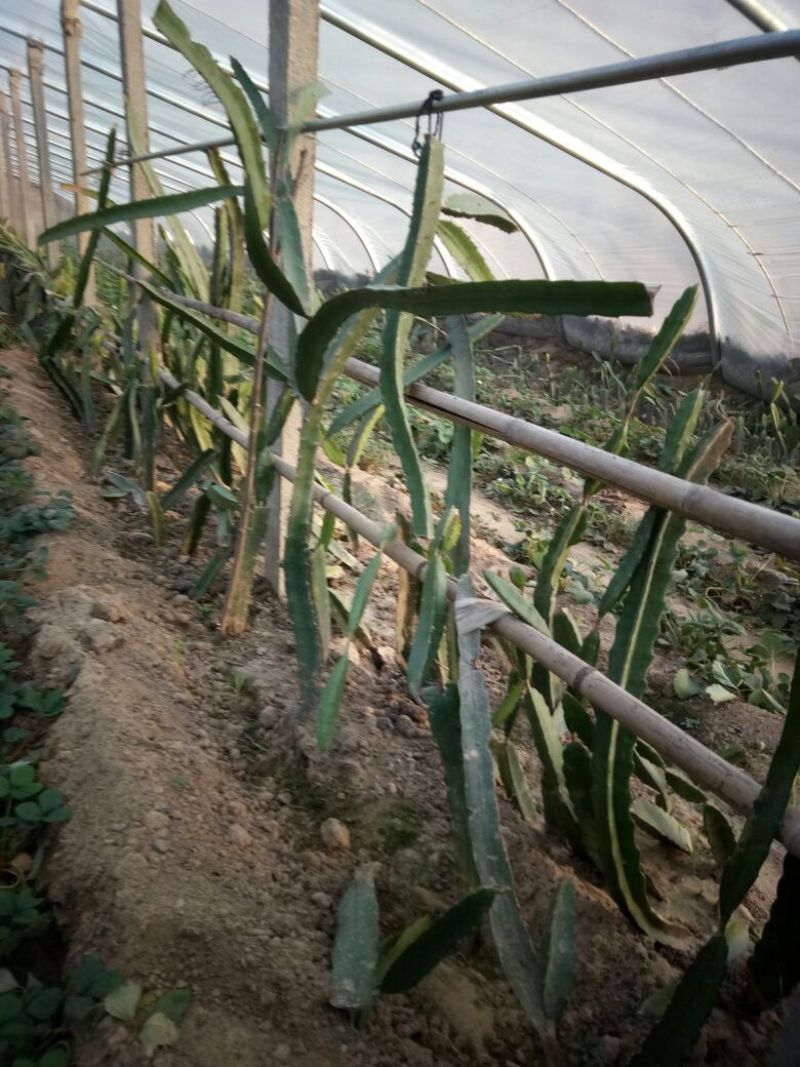 红心火龙果苗50-80公分大规格