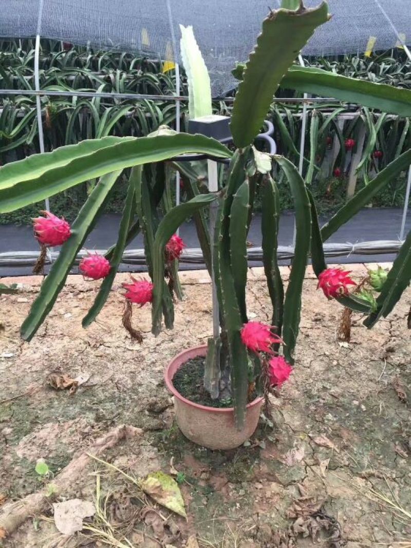 红心火龙果苗50-80公分大规格