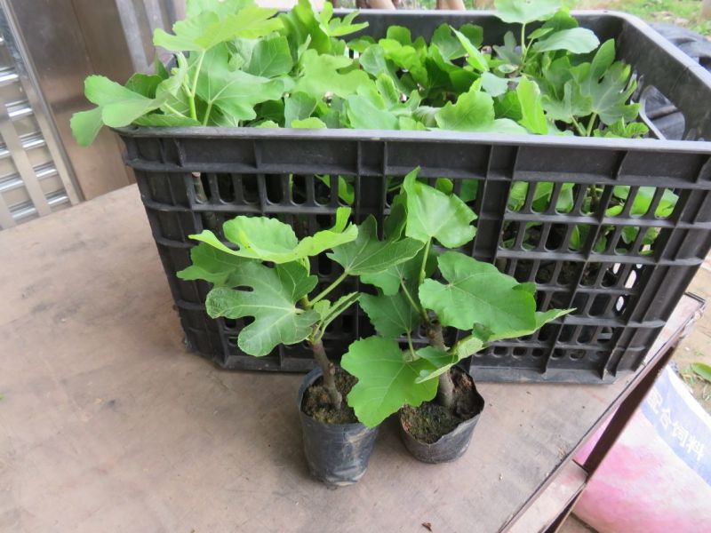 无花果苗10~20cm