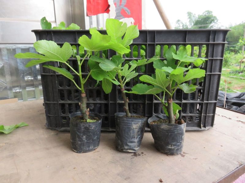 无花果苗10~20cm