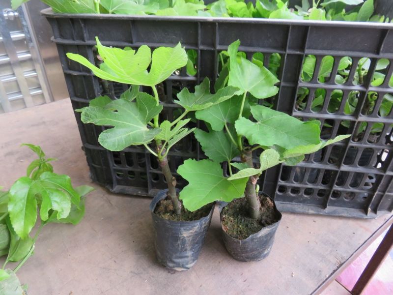 无花果苗10~20cm