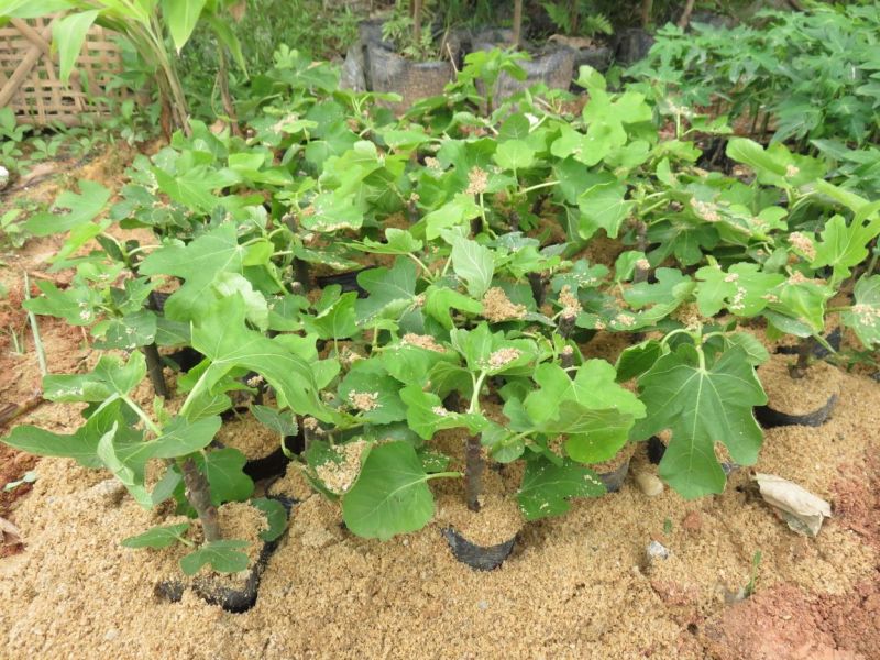 无花果苗10~20cm