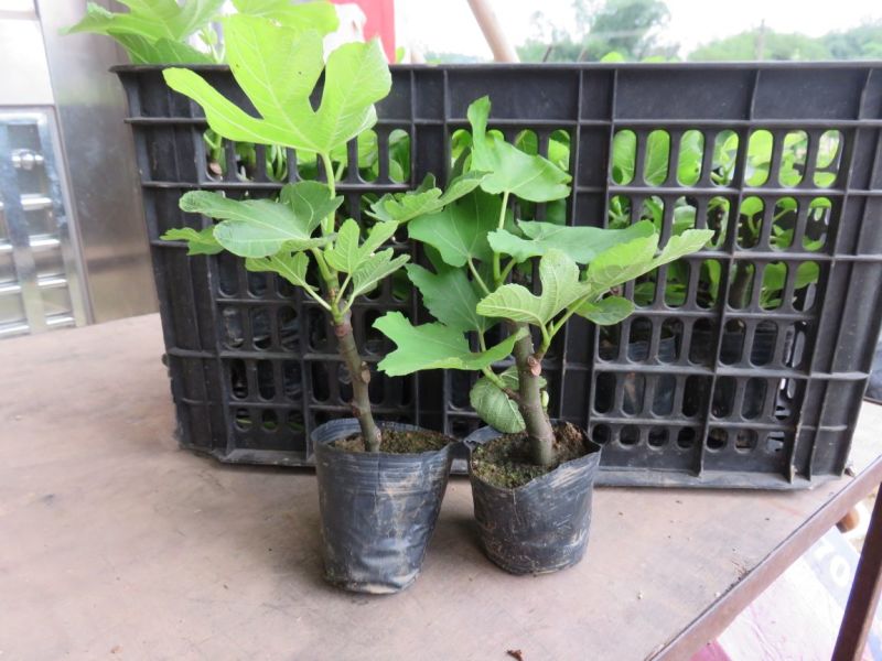 无花果苗10~20cm