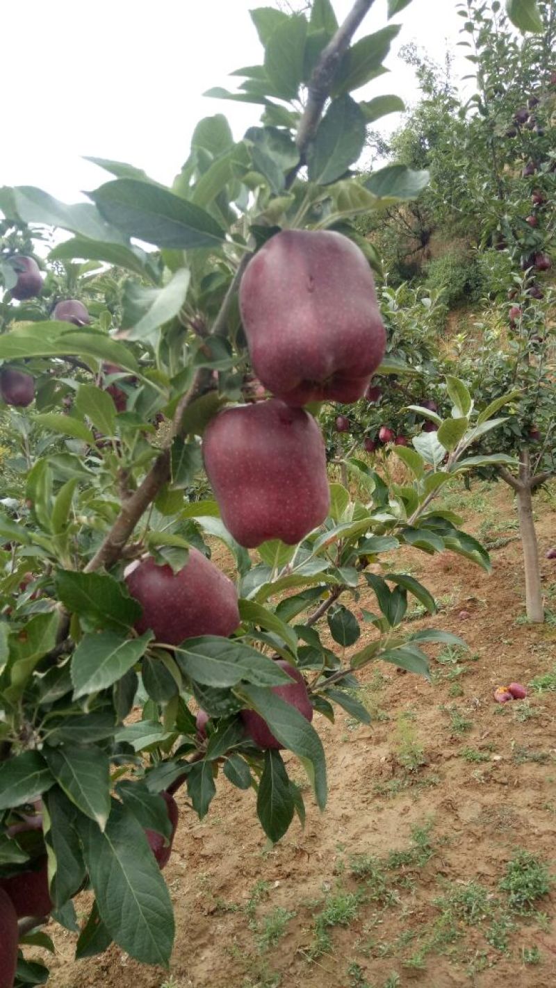 花牛75mm以上光果