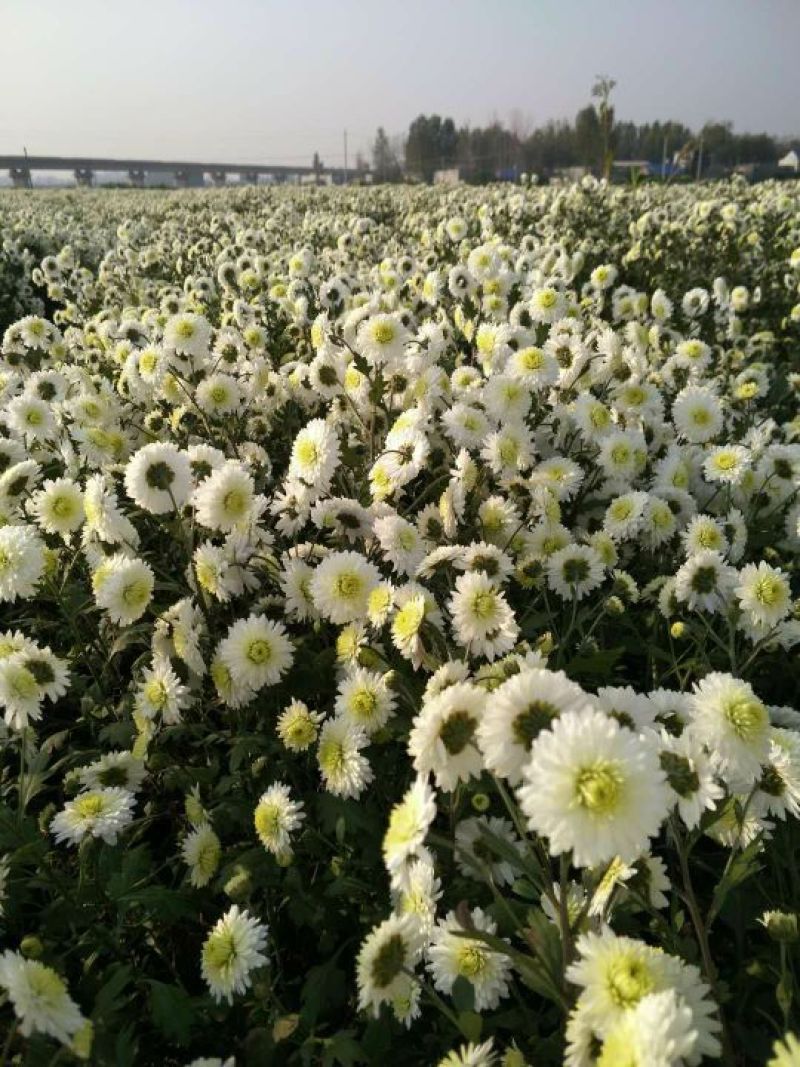 药用菊花散装