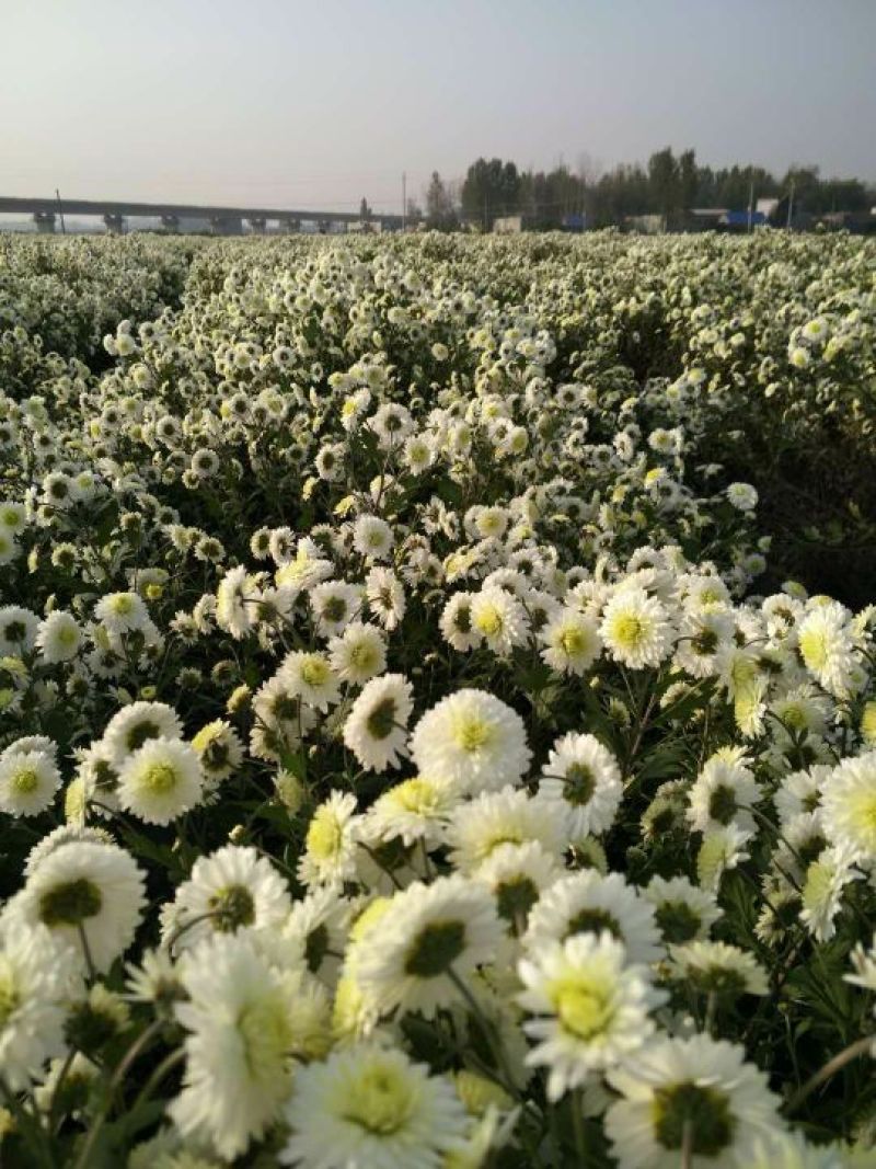 药用菊花散装