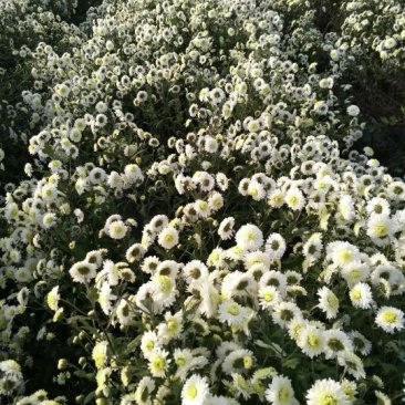 药用菊花散装