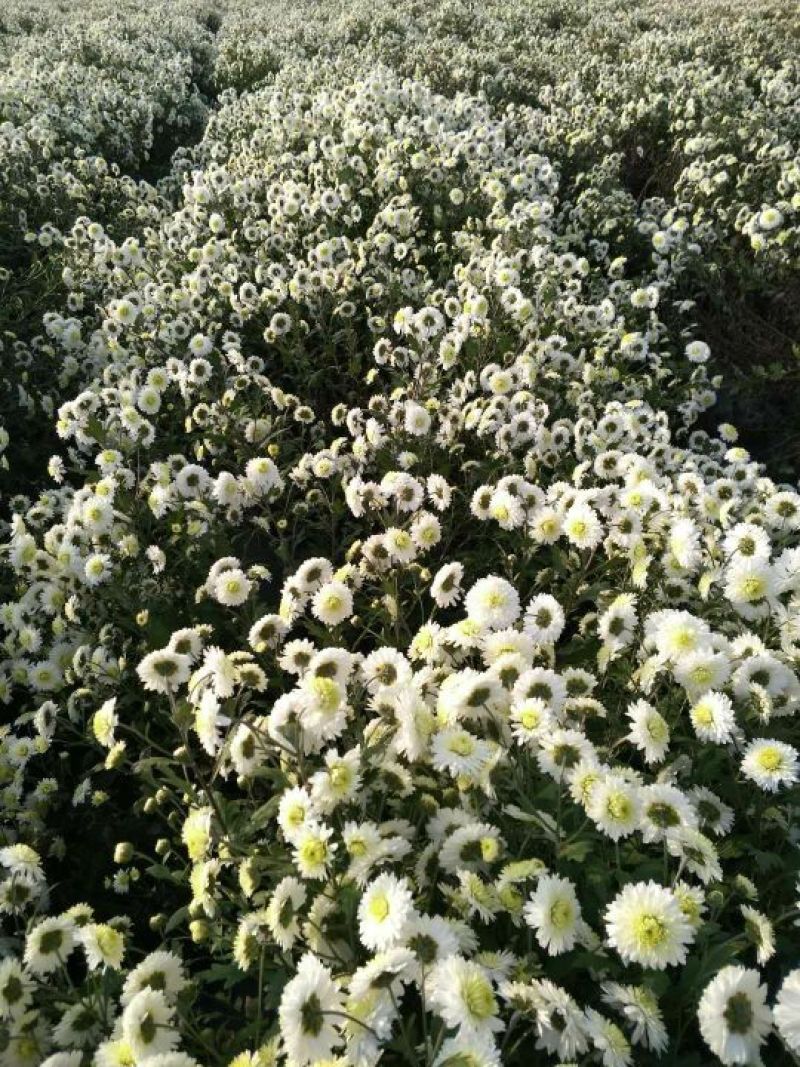 药用菊花散装