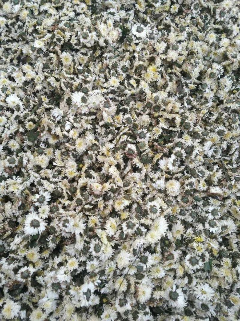 药用菊花散装