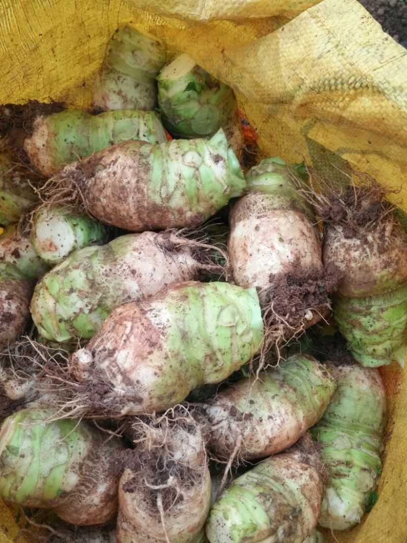 芥菜头大头菜、适合加工厂