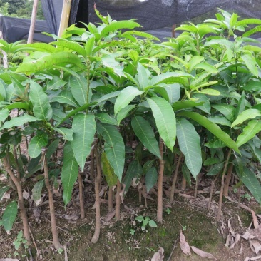 芒果苗1m以下