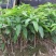 芒果苗1m以下