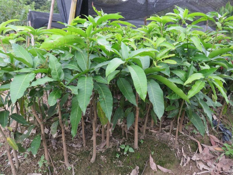芒果苗1m以下