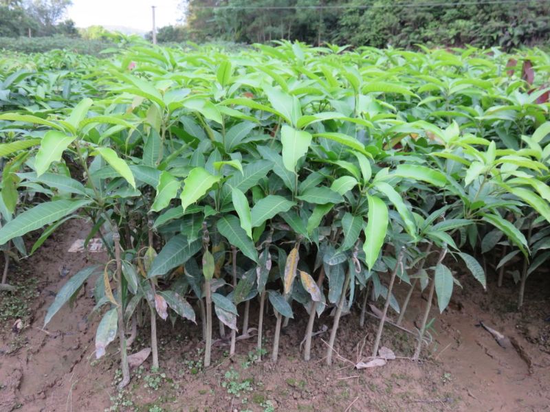 芒果苗1m以下
