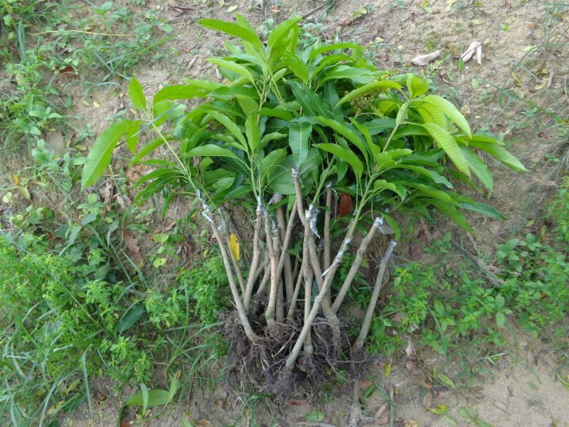 芒果苗1m以下