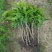 芒果苗1m以下