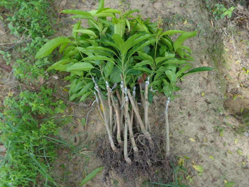 芒果苗1m以下