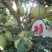 红心蜜柚苗0.8~1cm0.5~0.8m