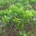 红心蜜柚苗0.8~1cm0.5~0.8m