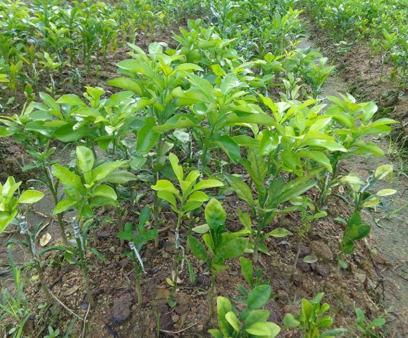 红心蜜柚苗0.8~1cm0.5~0.8m