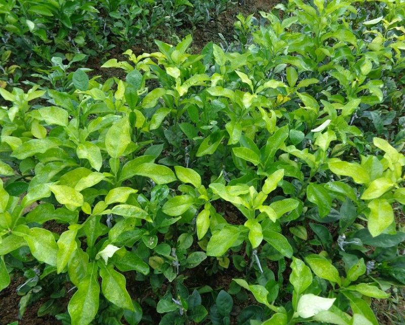 红心蜜柚苗0.8~1cm0.5~0.8m