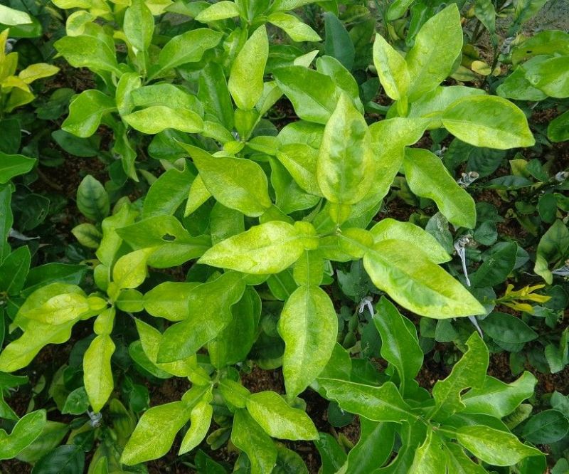 红心蜜柚苗0.8~1cm0.5~0.8m