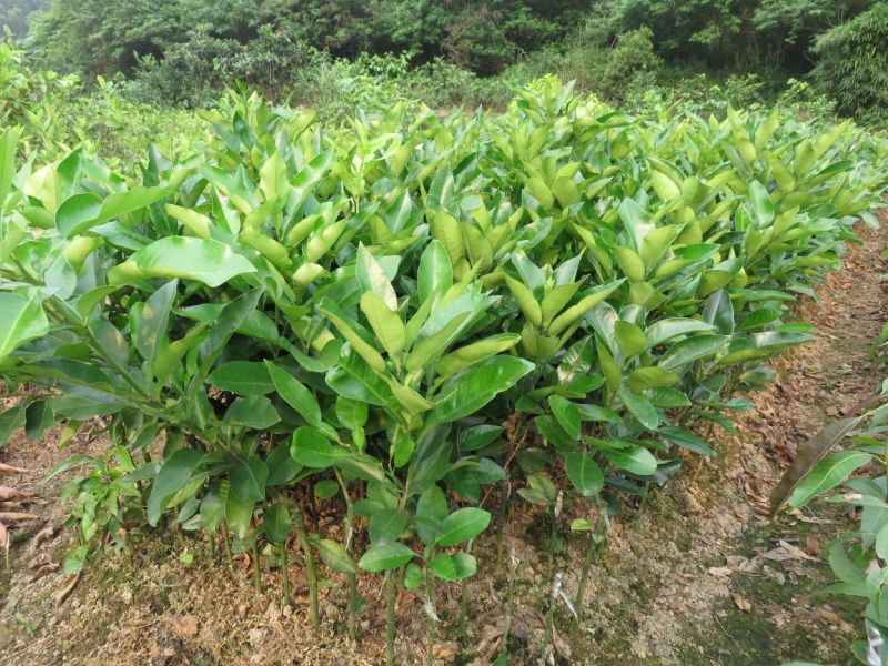 红心蜜柚苗0.8~1cm0.5~0.8m