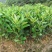 红心蜜柚苗0.8~1cm0.5~0.8m