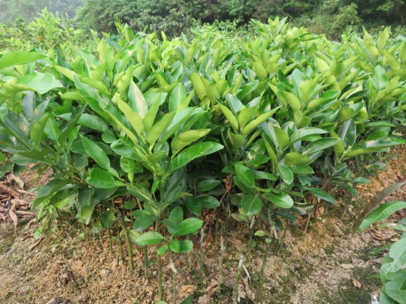 红心蜜柚苗0.8~1cm0.5~0.8m
