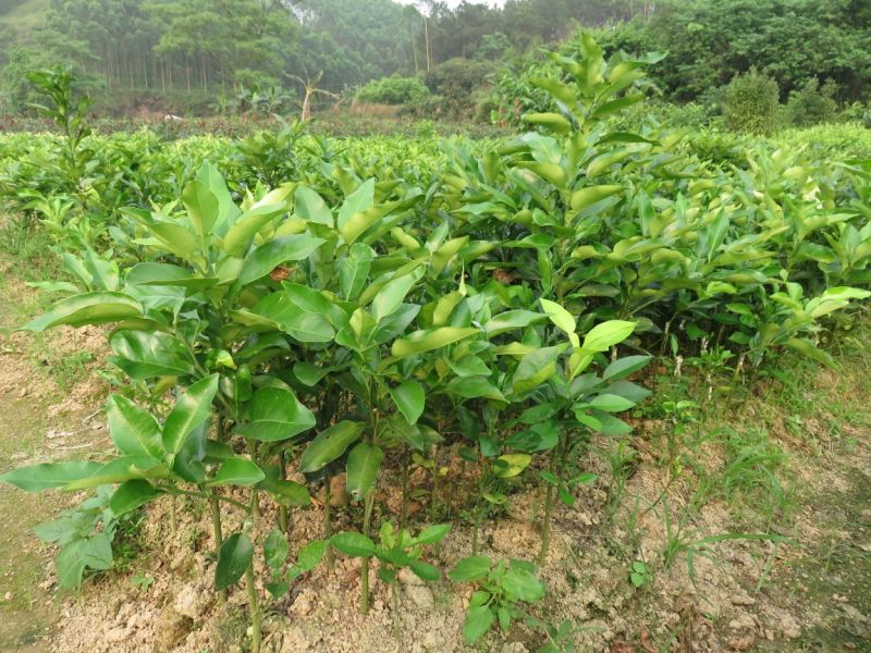 红心蜜柚苗0.8~1cm0.5~0.8m