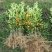 脆皮金桔苗50~80cm