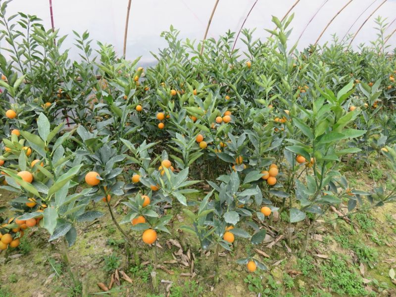 脆皮金桔苗50~80cm