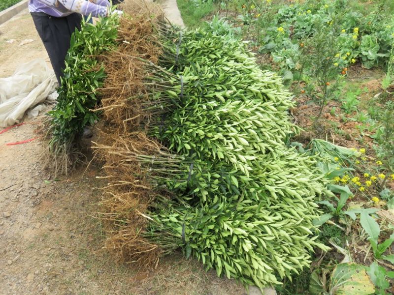 脆皮金桔苗50~80cm