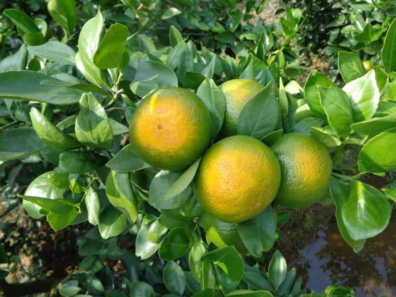 皇帝柑苗30~50cm