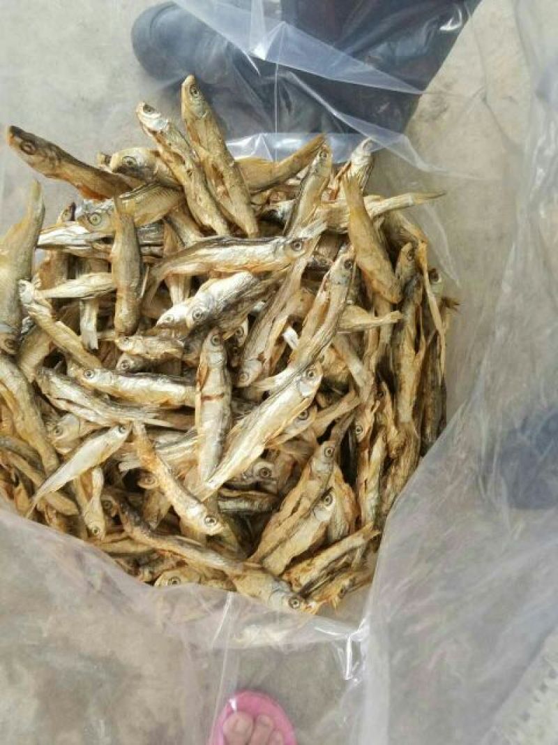 餐鲦鱼