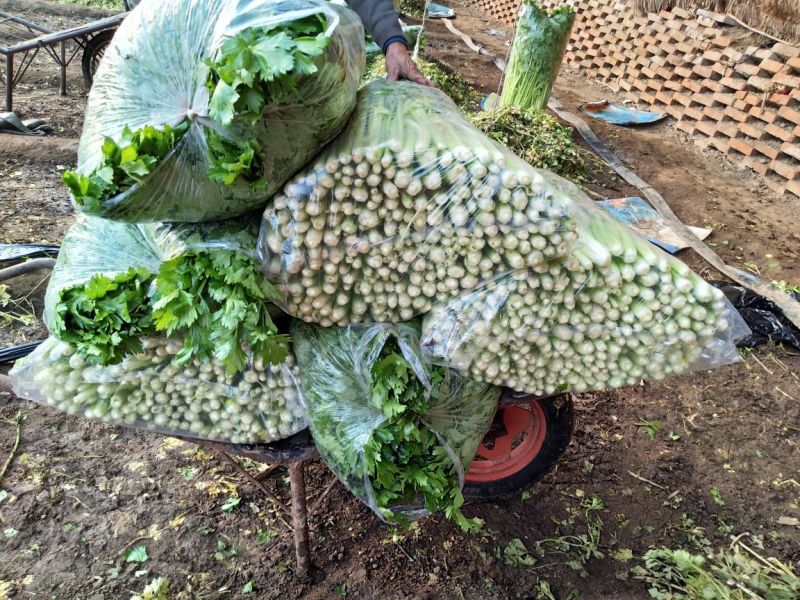 西芹50cm以上